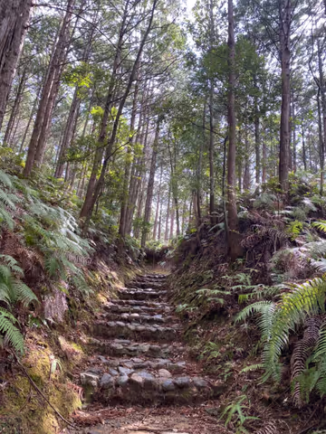 Kumano forest refreshing Walking 《World heritage site》