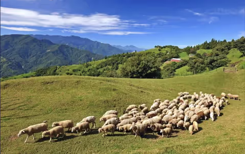 Cingjing One-Day Tour From Taichung (Van 1-8pax)