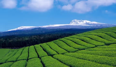 South Jeju Escapade: Dive into Nature's Splendor! Full Day Tour