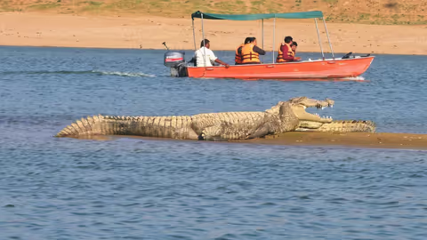 Same Day Chamble Safari from Agra – Gharial & Dolphin Wildlife Experience