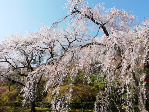 A Bespoke Kyoto Experience: Sacred Shrines, a Historic Castle & Artisan Boutiques