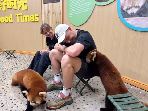 Panda Lovers’ Dream: Dujiangyan Giant Panda & Red Panda Experience