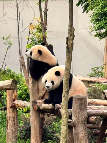 Half-Day Chengdu Panda Base Tour