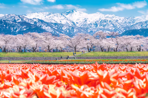 【Private Car Tour】Toyama Spring Harmony: Asahi "Spring Quartet" "Cherry Blossoms"& Spring Flavors