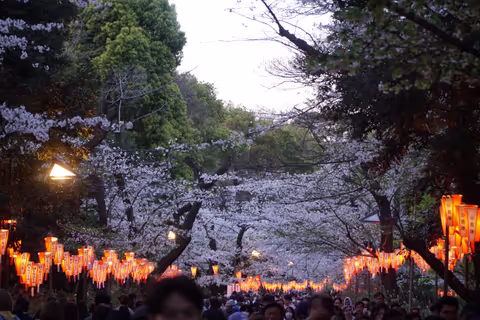 Tokyo Spring Highlights: Tsukiji Food & Cherry Blossoms(HANAMI SAKURA)