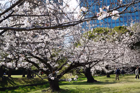 Tokyo Spring Highlights: Tsukiji Food & Cherry Blossoms