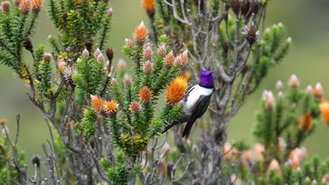 Full Day Antisana Reserve/Wildlife Observation and Photography