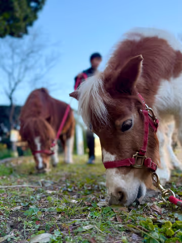 Experience a Horse Farm Day in Japan