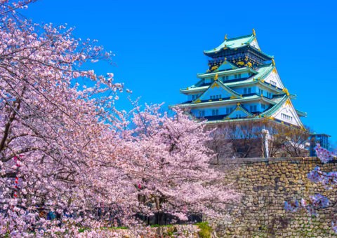 Before the Crowds: Cherry Blossom Photos & Hanami Morning in Osaka