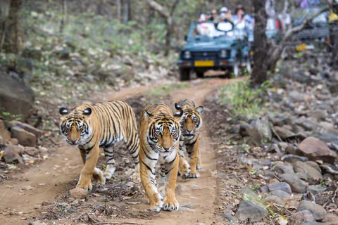 Transfer to Tiger Safari Ranthambore by Sedan (2pax)