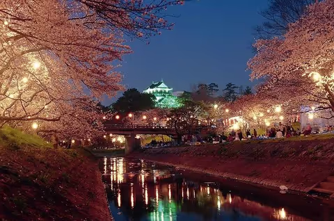 Aichi Cherry Blossom Night Illumination Tour with History by local guide