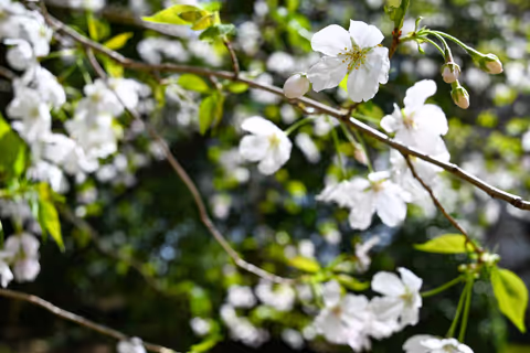 Tokyo Sakura Cherry Blossom Walk in Ueno & Secret Exhibition Tour with a Licensed Guide