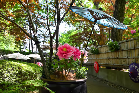 Tokyo Sakura Cherry Blossom Walk in Ueno & Secret Exhibition Tour with a Licensed Guide