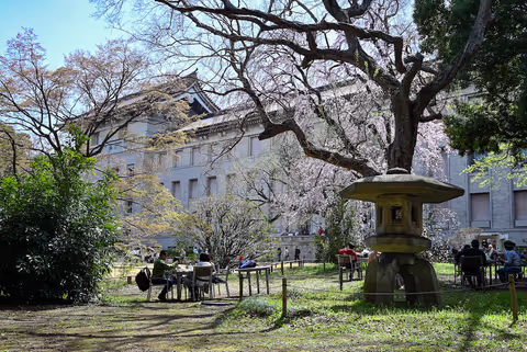 Tokyo Sakura Cherry Blossom Walk in Ueno & Secret Exhibition Tour with a Licensed Guide