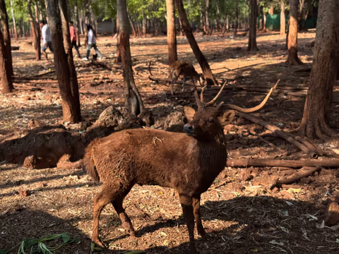 Kanchanaburi Wildlife Sanctuary Experience – Feed & Support the Animals