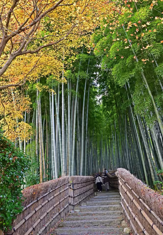 Kyoto Highlights: Bamboo Grove & Ancient Temples (4-Hour Private Tour)