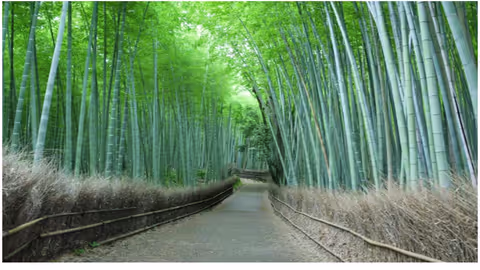 Must-see sightseeing spots in West side of Kyoto for 1st-time travelers