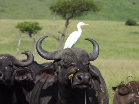 Lake Nakuru day trip.
