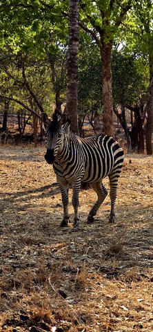 National Park Safari with Elephant and Rhino experience