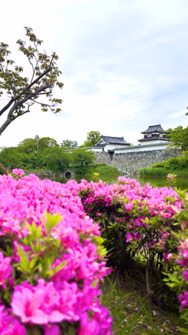 The Best of Tenjin : History, Culture, and Nature Walk