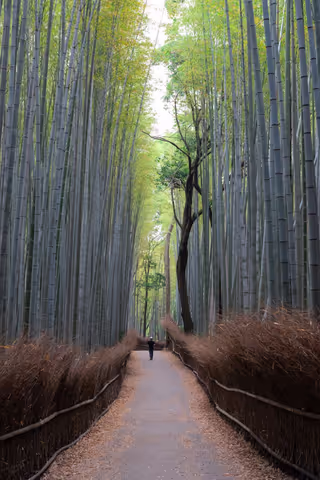 Tailored Private Kyoto & Arashiyama Experience: One-Day Tour