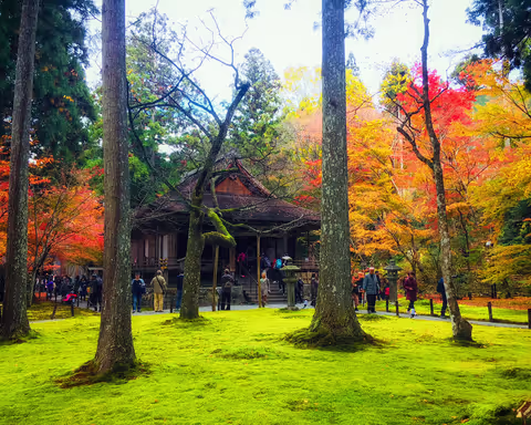 A day tour to quietly enjoy the most spectacular autumn foliage.