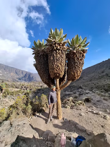 Climb Kilimanjaro: 7-Day Lemosho Route Expedition with Extra Acclimatization
