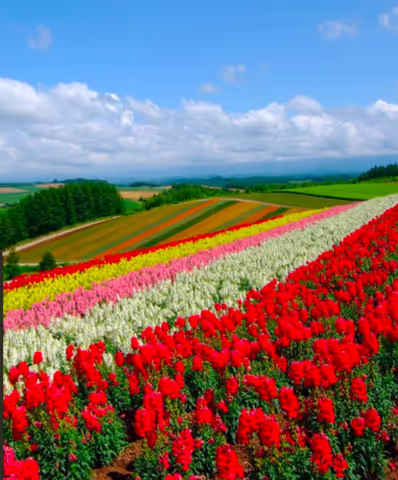 Furano Biei beautiful flower garden