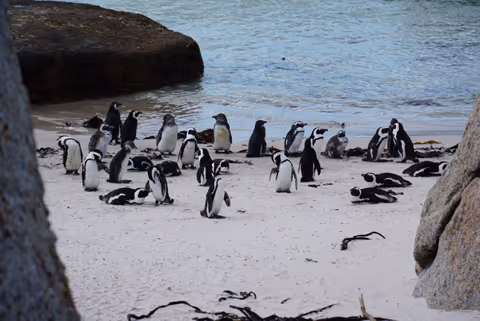 Cape Point and Penguins Half Day Tour