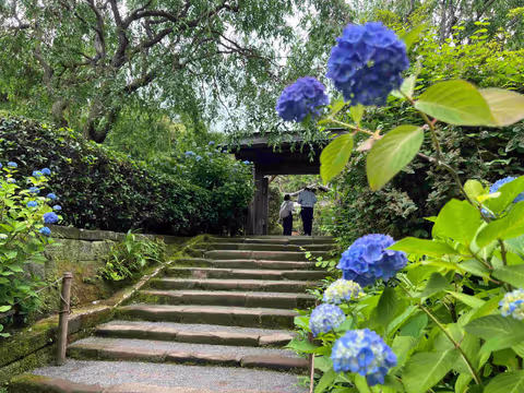 Trek the Sacred Trails of Kamakura: Discover Hidden Temples and Seasonal Blooms