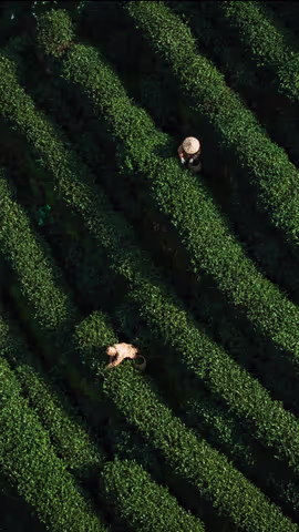 The Soul of Longjing: 8-Hour Private Tea Culture & Nature Heritage Tour