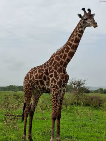 3 Days  2 night  Safari  in mikumi  park