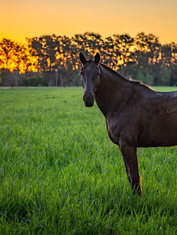 Gaucho Traditions & Historic Countryside: San Antonio de Areco Private Day Trip