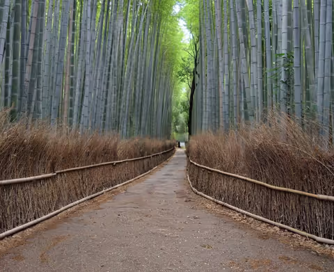 6 tourist sites in Western Kyoto in 8 hours
