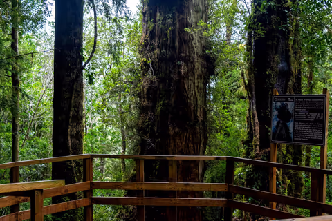 Alerce Andino National Park: Ancient Forest & Lake Hike
