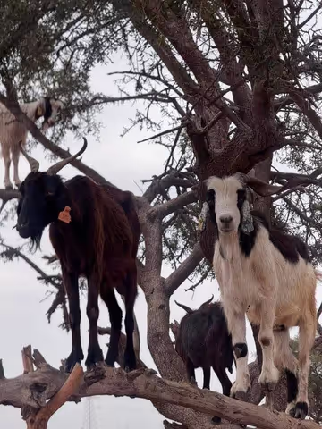 Agadir Crocoparc & Tree-Goats – Private Half-Day Tour by 4x4 or Minivan
