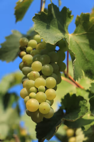 From Santiago: Full-Day Wine Experience in Casablanca Valley | Two Boutique Wineries & Lunch
