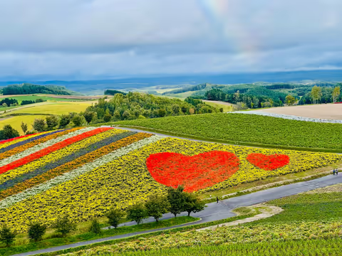 A Day in Spectacular Biei & Furano (Flowers Season)
