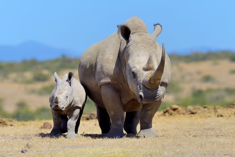Visit Kenya: Bantu Culture, Traditions, Safari, Landscapes & Cuisine