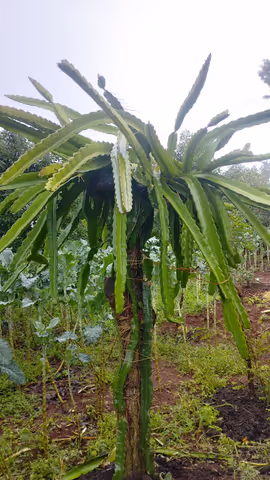 KENYA: Live the Farm Life, Sustainable Farming & Local Homestay Experience
