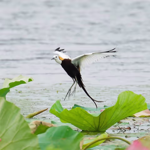 Bird Watching Tour Wuhan