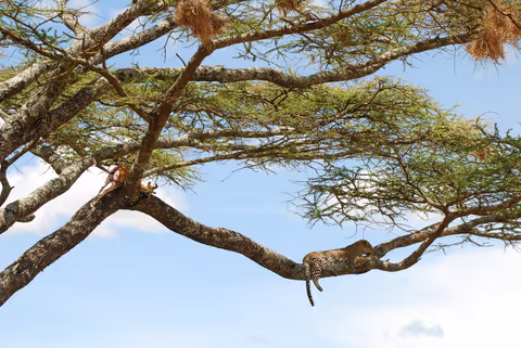 Experience the Best of Tanzania on a 5-Day Safari by  4x4 Toyota Land Cruiser