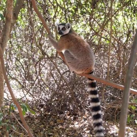 Lemurs’ Park Private Tour from Antananarivo