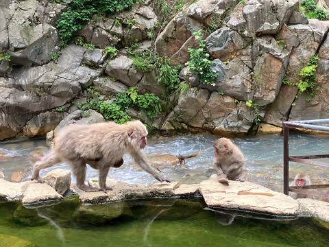 Day Trip to Wild Monkey Park (Nagano) from Matsumoto