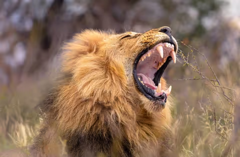 2-Day Mikumi National Park Safari – Tanzania Wildlife Adventure