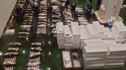 Early Morning Tuna Auction and Fish Market Tour with Hotel Pickup by Private Minivan
