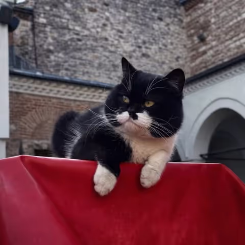 CATstanbul: Meet Istanbul's Famous Cats