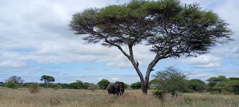 Tarangire national park (private day safari)