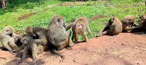 Private Ngorongoro crater-day safari