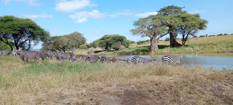 2day private Tanzania safari ( Tarangire national park & Ngorongoro crater)